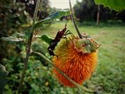 Insect On A Tree