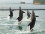Dancing Dolphins