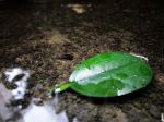 The Leaf