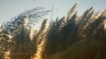 Kans Grass