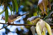Sweet Birds On Tree