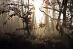 Sunlight Going Through Morning Mist