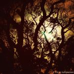 Sun Gazing Amidst The Woods