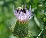 Bees