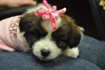 Pretty In Pink