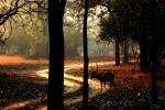 Golden Spotted Deer