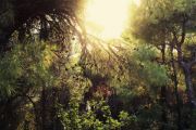 Sunset Forest