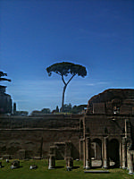 Lone Tree In Rome
