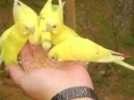 Love Birds On Hand