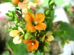 Flower 1