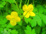 Flower 2