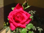 Flower Of Love