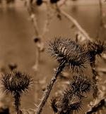 Dry Flower