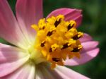 Beauty Of Flowers