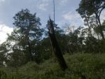 A Damaged Tree