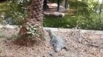 Wildlife