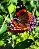 Beautiful Butterfly In The Garden