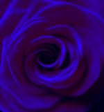 Blue Rose