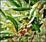 Cretan Olive Tree