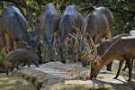 Deers 