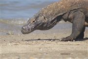 2 Meter 40kg Juvenile Komodo Dragon
