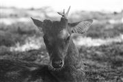 B W Juvenile Deer With One Antler 