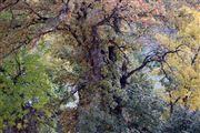 Autumn Elm