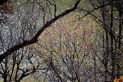 Autumn River Trees in Mid-Afternoon