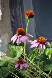 Basement Window Flowers 2