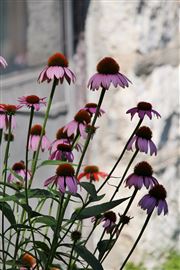 Basement Window Flowers