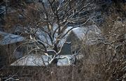 Blue House in Winter