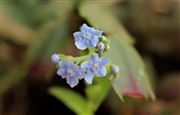 Bluebells 