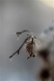 Burr in Winter