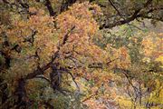 Coral Elm