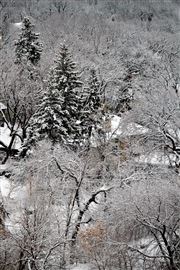 Cottage in the Pines