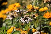 Fall Flowers
