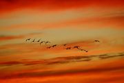 Geese In Painted Sky