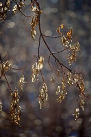 Gold Leaves in Gray Sky