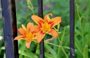Orange Lillies