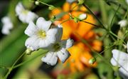 Orange And White Wildflowers