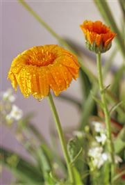 Rain-Drenched Wildflowers