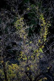 River Trees At Night