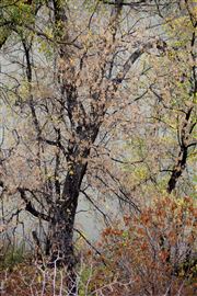 Smokey Autumn