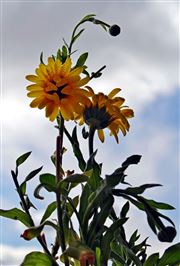 Sunflowers Before The Storm