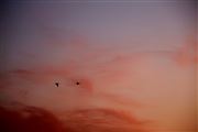 Two Geese in Spring Sky