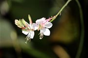 White Flowers