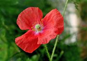 Wild Poppy