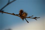 Winter Weeds