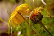 Yellow Flower With Bud