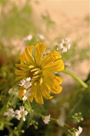Yellow and White Flowers